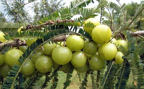 amla-tree-301232.jpg