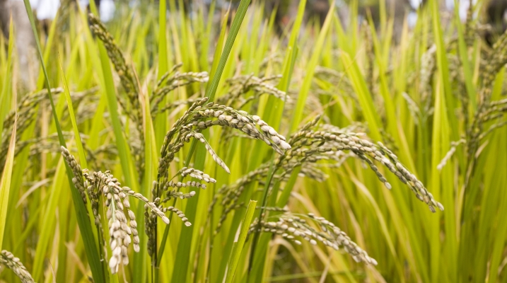 Rice Crop Cultivation