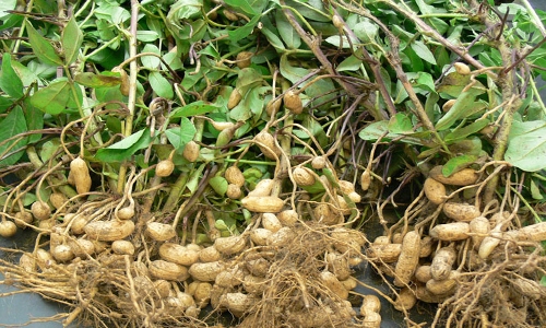 Groundnut Crop Information