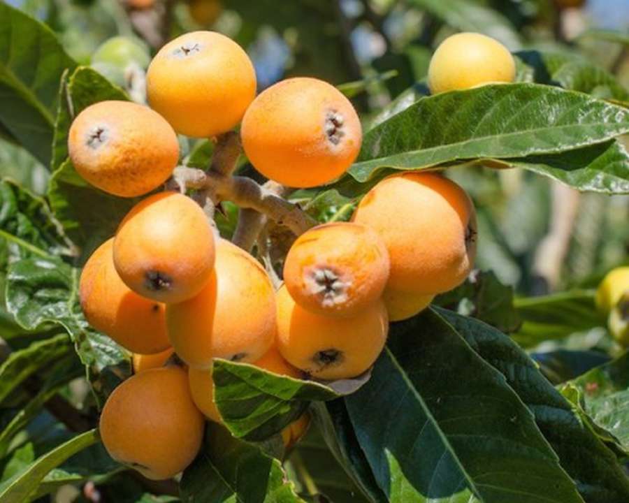 Growing of Loquat in Punjab