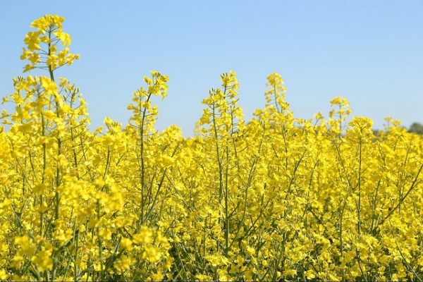 Rapeseed Information