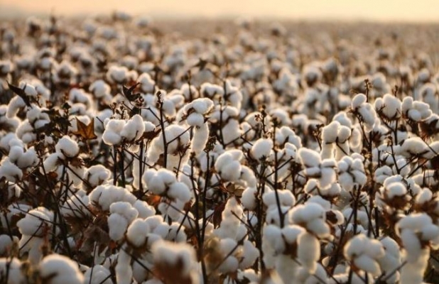 cotton.jpg