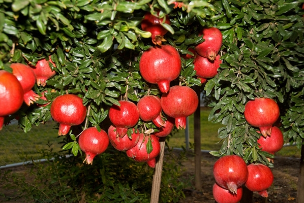 Pomegranate Fruit Farming