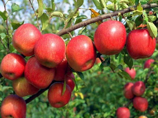 Apple Fruit Information  