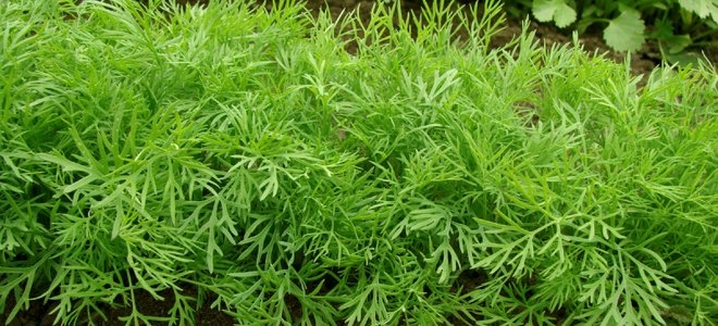 Dill Seeds Crop Cultivation