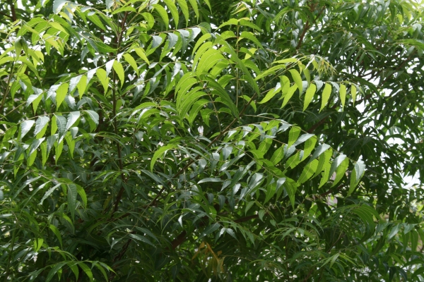 Irrigation of Neem