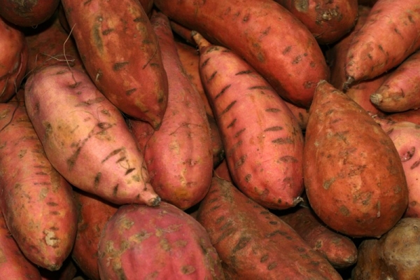 sweet-potatoes-harvest.jpg sweet-potatoes-harvest.jpg
