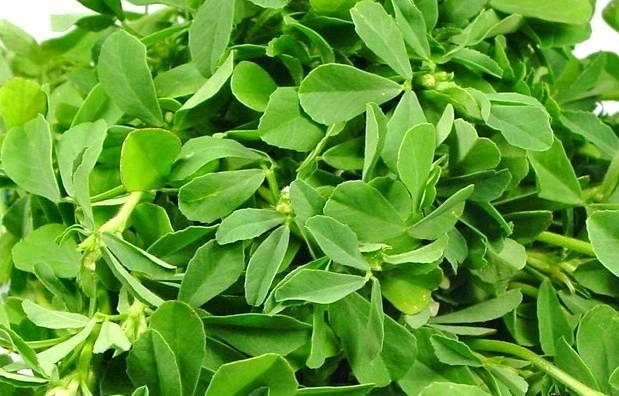 Fenugreek Seeds