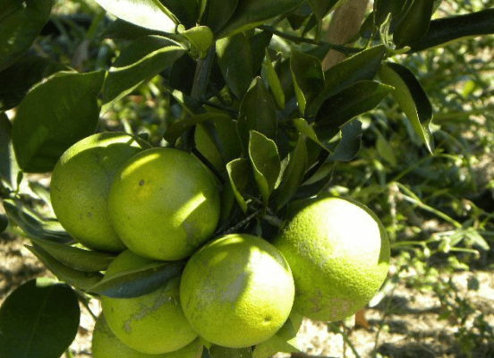 Sweet Orange Fruit Information