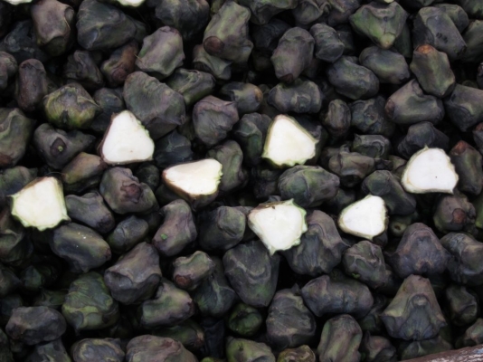 Water-Chestnut-1024x768.jpg