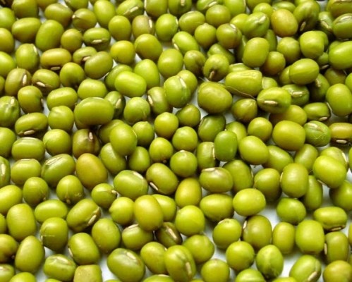Green-Mung-Beans-Green-Gram-Vigna-radiata.jpg Green-Mung-Beans-Green-Gram-Vigna-radiata.jpg