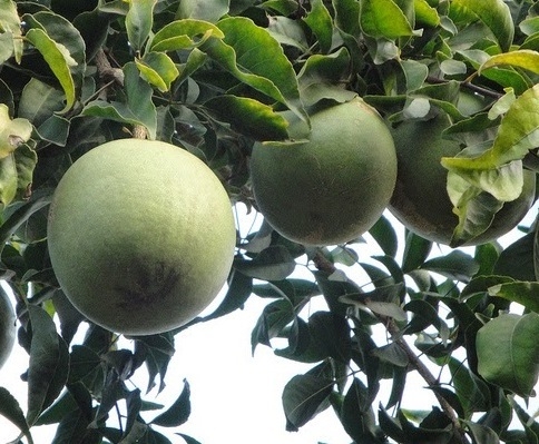 बेल की फसल के बारे में जानकारी