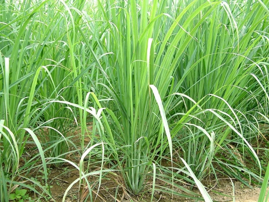 Lemon Grass Harvesting Details