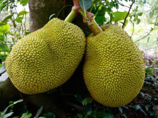 कटहल की फसल