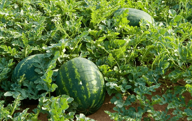 Watermelon Farming Information