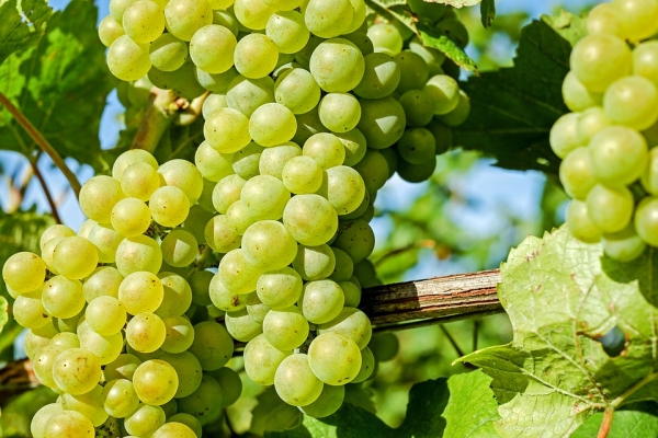 grapes-2659832_960_720.jpg