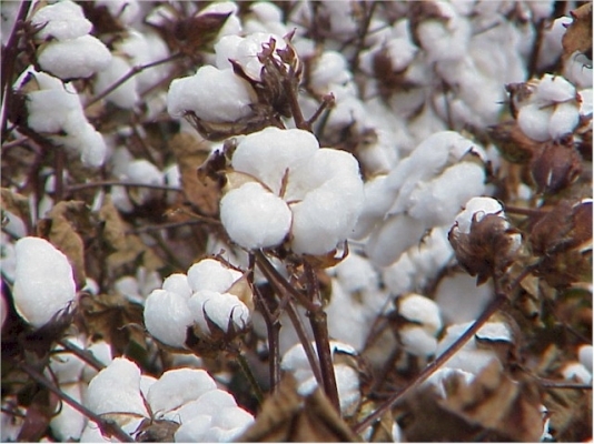 Cotton Crop Cultivation