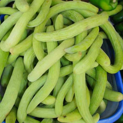 Long Melon Crop 