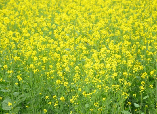 Mustard Crop Information