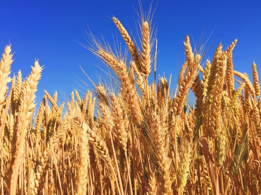 Wheat Crop Production