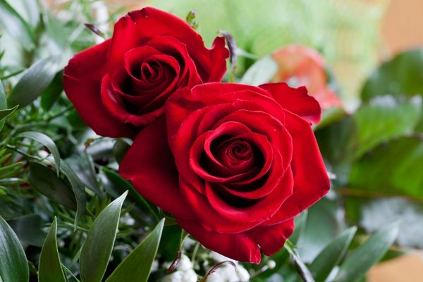rose-plant.jpg