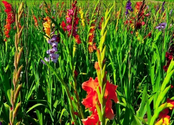 Gladiolus Crop