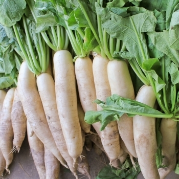 Daikon_Radish__55873.1500771609.500.750.jpg