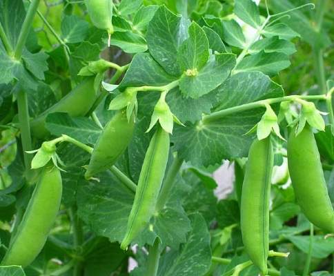 Peas Crop Information