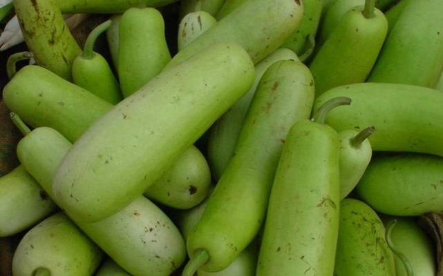 bottle-gourd--story_647_120415013144.jpg