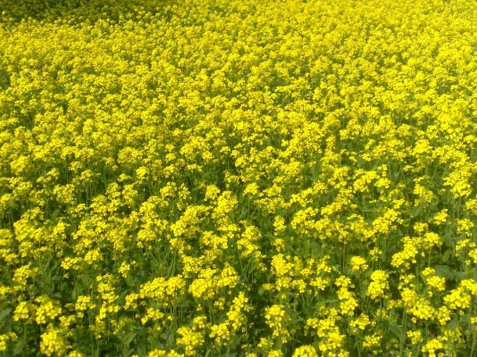 Mustard Crop Mustard Crop Farming Punjab