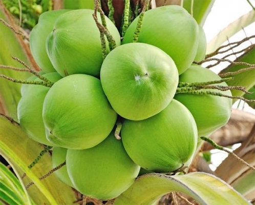 sfidn.com-ragam-makanan-berlemak-untuk-diet-5.jpg