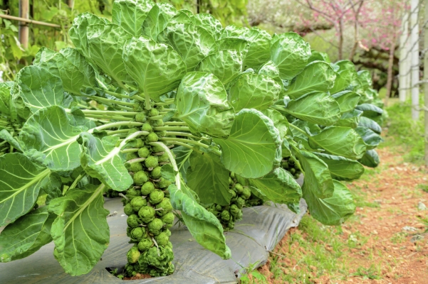 brussels-sprout-pruning.jpg