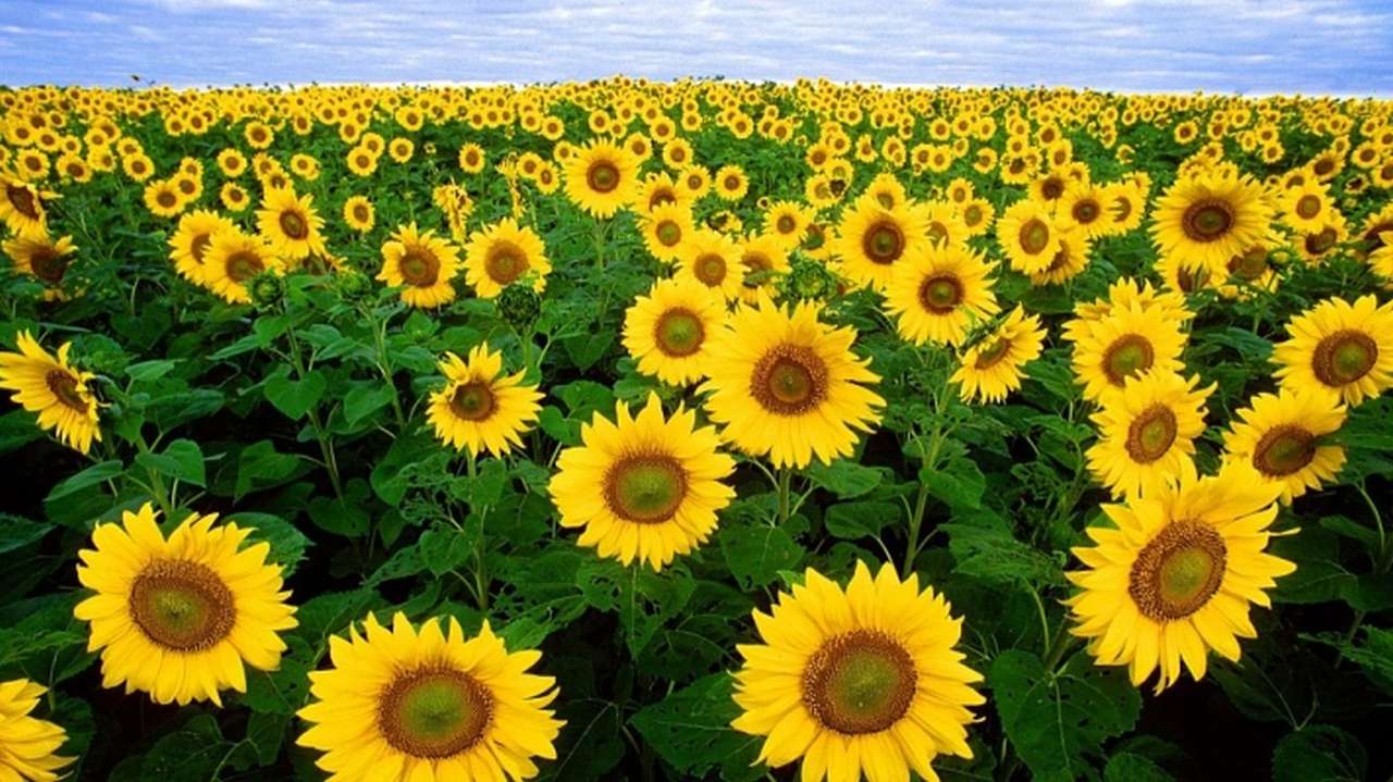 sunflower-11574_1920.jpg