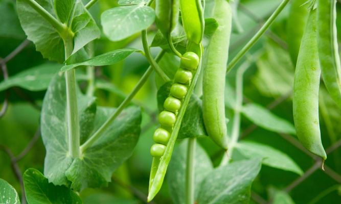Peas Crop Information