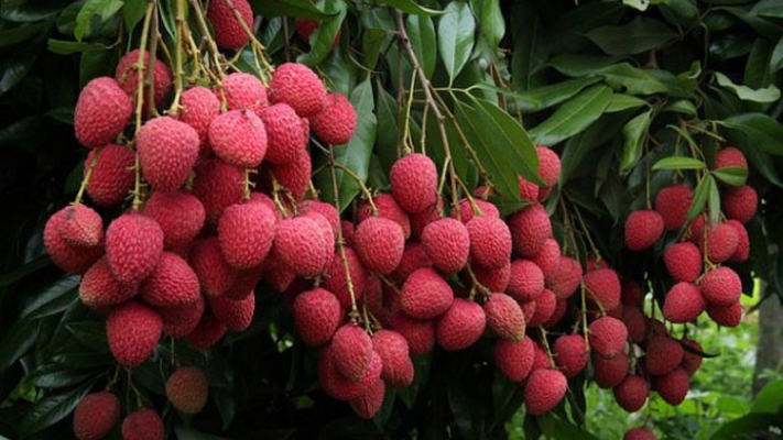 Litchi Fruit Information