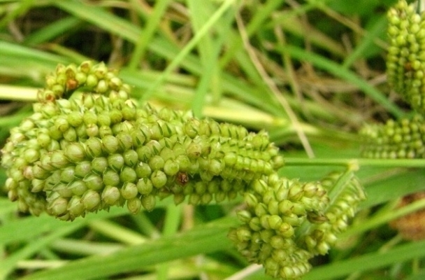 Finger Millet Cultivation