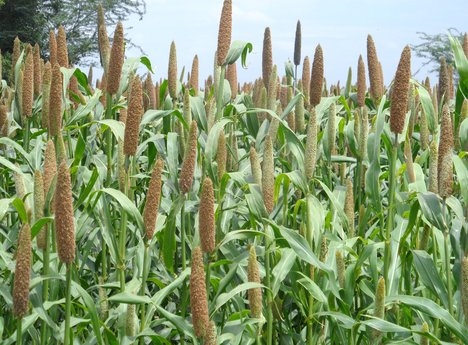 Bajra Crop Production 