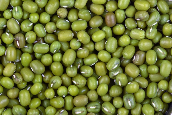 Green Gram (moong) Crop Rajasthan