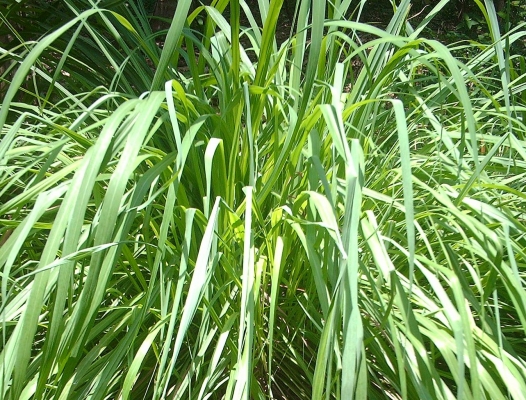 citronella-jpg-01.jpg