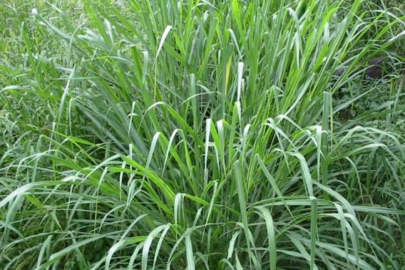 Guinea Grass Production
