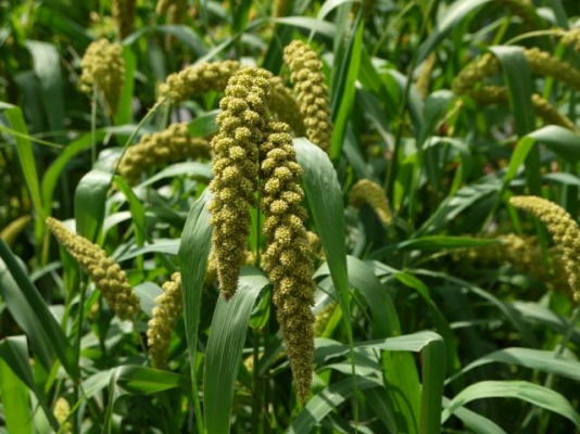 Foxtail Millet Farming 