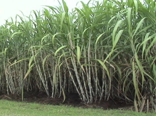 Information of Sugarcane Crop