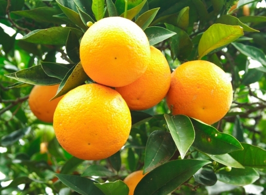 9628idea99orange.jpg