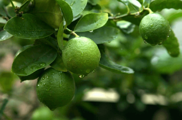 LIME.png LIME.png