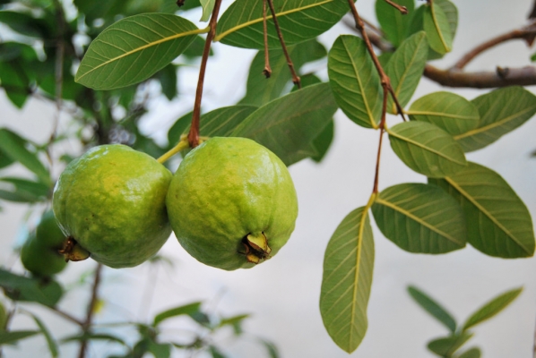 Guava Cultivation Information