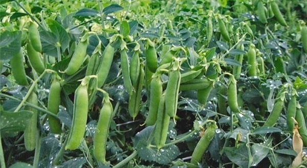 Peas Crop Information