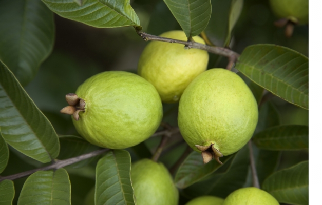 Guava Crop