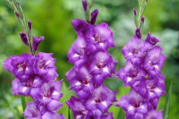 Purple-Gladiolus-Wedding-Flowers.jpg