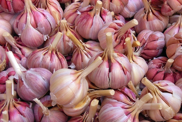 Farming Of Garlic