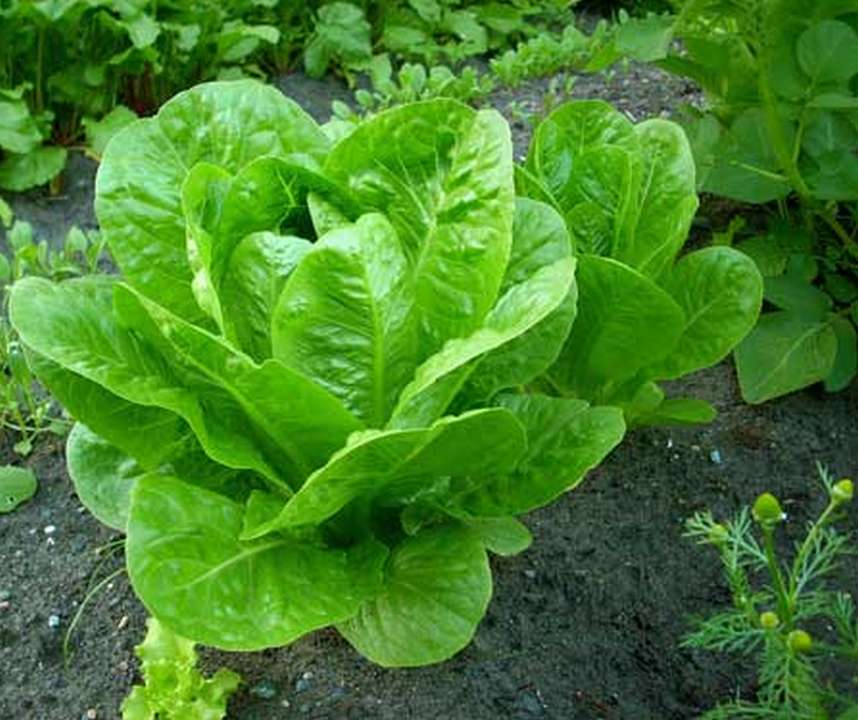 Lettuce Crop Information